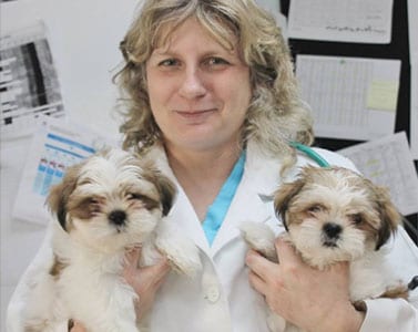 vet-with-dogs