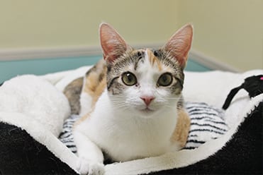 Helpful Cat Care Information for Owners in North Charleston, SC