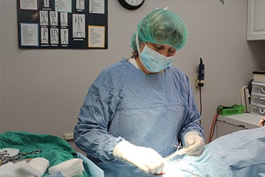 Dog and Cat Surgery in North Charleston, SC