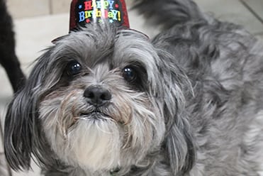 Hurricane Pet Safety in North Charleston: Dog Wearing Birthday Hat