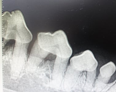 Dental X-Ray of a Dog's Teeth
