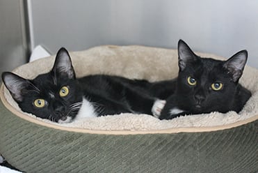 Cats relaxing in a pet bed at our animal hospital