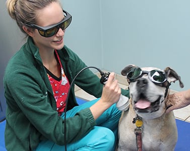 Dog receiving a laser therapy treatment from the veterinarian 