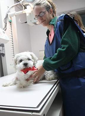 Veterinarian with a dog on the diagnostic table