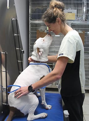 Dog and Veterinarian during an appointment