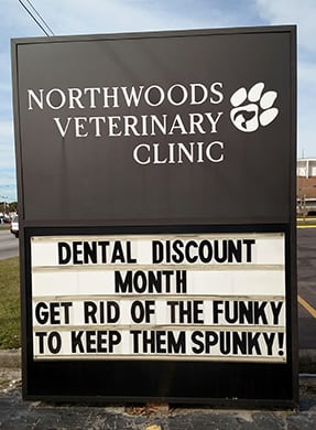 Dog and Cat Teeth Cleaning in North Charleston, SC