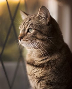 Hurricane Pet Safety