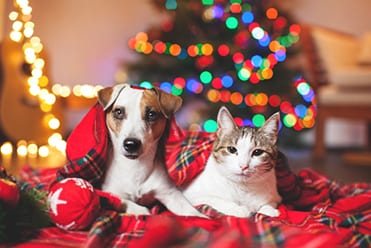 Holiday Pet Safety in North Charleston: A Dog and Cat Under a Plaid Blanket Near a Christmas Tree