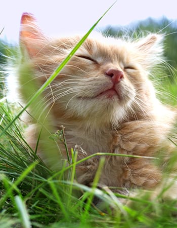 Pet Heat Safety in North Charleston: Kitten in Green Grass