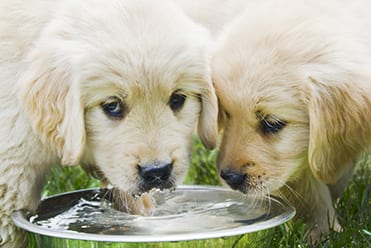 Pet Heat Safety in North Charleston: Two Puppies Drinking Water from a Bowl