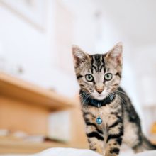 My Cat Stopped Eating in North Charleston, SC: What Should I Do?