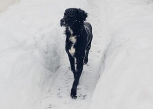 dog walking on sidewalk in winter