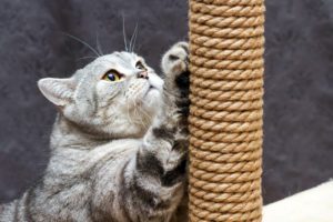 Cat scratching yarn