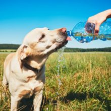6 Signs That Your Dog is Overheating in North Charleston, SC