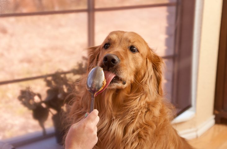 dogs-eat-crunchy-peanut-butter