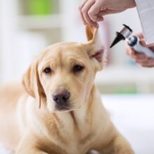 6 Causes of Dog Swollen Ear in North Charleston, SC