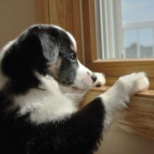 Separation Anxiety in Dogs: Causes, Symptoms, and Treatment in North Charleston, SC