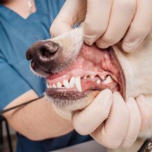 6 Benefits of Dog Teeth Cleaning