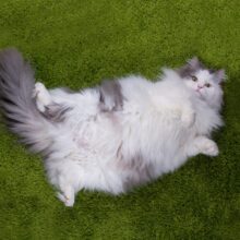 Understanding Obesity in Cats: <br></noscript>Causes and Treatment Options