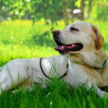Can Dogs Get Sunburn? 5 Tips for Protecting Your Pet This Summer