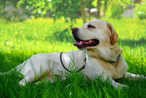 dog-laying-on-the-shade-in-the-grass