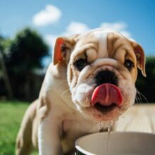 The Serious Risks of Dog Dehydration and How to Prevent Them