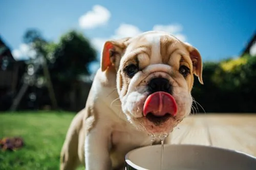 dog-drinking-water-from-bowl-in-backyard