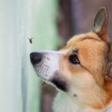My Dog Was Stung By A Bee – What Should I Do?