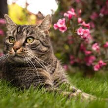 8 Poisonous Plants for Cats That Could be in Your Home or Garden