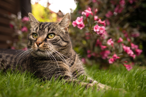 cat-laying-in-the-grass-near-flowered-bush