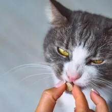Cat Antibiotics: Uses, Types, and Important Information 