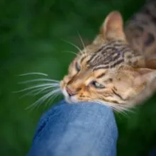 How Long Does a Cat Stay in Heat? A Guide for Cat Owners
