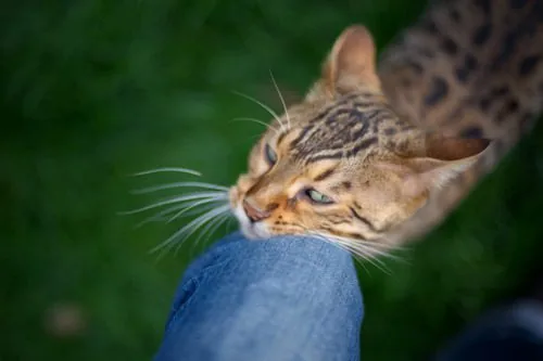 bengal-cat-rubbing-its-face-on-owner's-knee