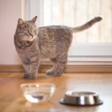 How Much Water Should a Cat Drink a Day? A Hydration Guide