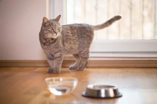 gray-cat-standing-near-food-and-water-bowls