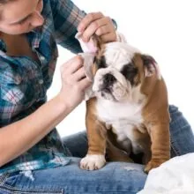 How to Clean Dog Ears: A Safe and Easy Guide