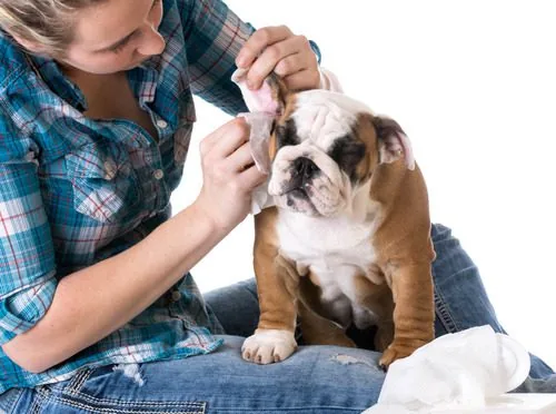 female-owner-cleaning-bulldog's-ear