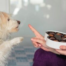 My Dog Ate Chocolate But Is Acting Fine: What You Need to Know
