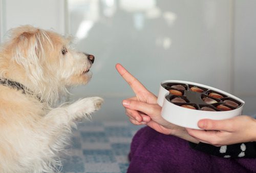 dog-giving-paw-asking-for-chocolate
