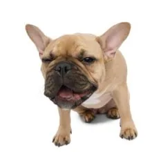 My Dog is Coughing Like Something is Stuck in His Throat! What to Do