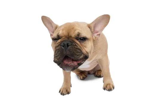French-bulldog-coughing