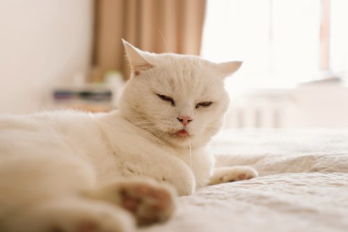 white cat laying on the bed at home while drooling
