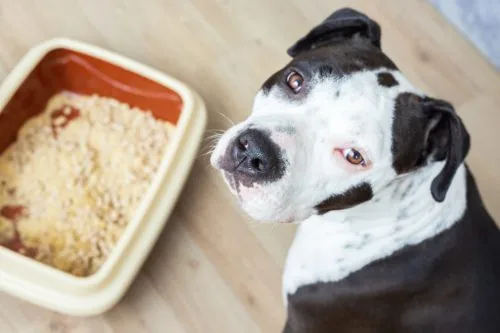 American Staffordshire Terrier dog next to cat litter box