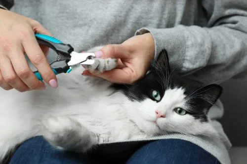 View of Cat Nails: A Guide to Trimming & Care | Northwoods Veterinary Clinic